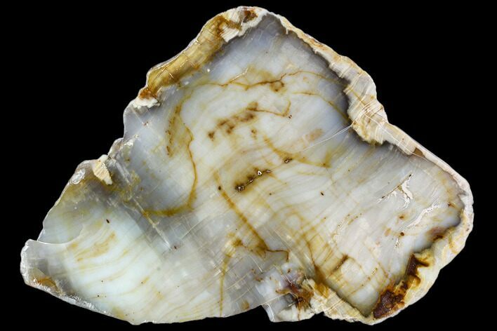 Polished Petrified Wood Slab - Circle Cliffs, Utah #110129